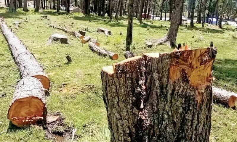 A file photo of felled trees in Quetta on January 18, 2025. — File