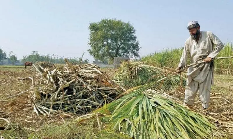 An undated file photo where a farmer harvests sugar cane crop in Swabi. &mdash; Dawn/File