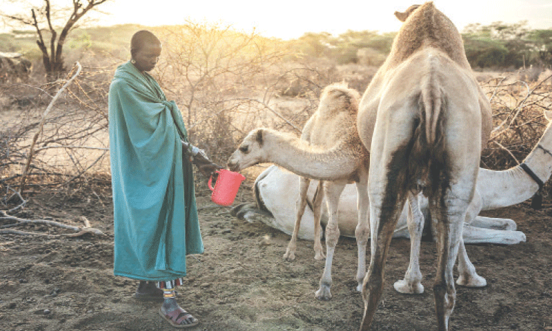 A PASTORALIST offers milk from a container to a calf after milking camels at dawn in an enclosed pen.—AFP A PASTORALIST offers milk from a container to a calf after milking camels at dawn in an enclosed pen.—AFP