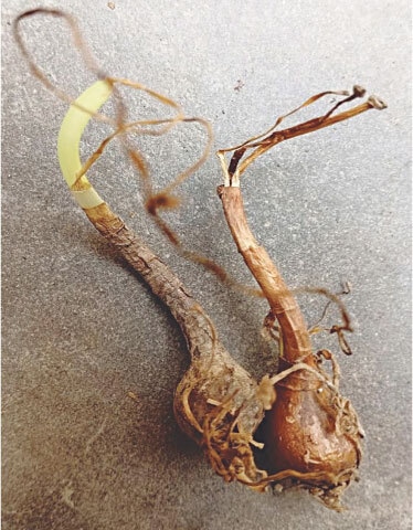 Bulbs should be sown in cluster for healthy plant growth