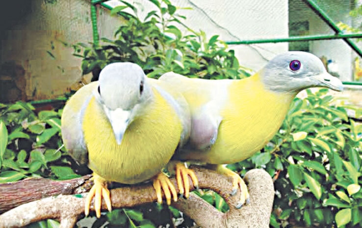  Indian Grey Hornbill (left) and harial pigeons that were rescued and released back in the wild | Photos by the writer 