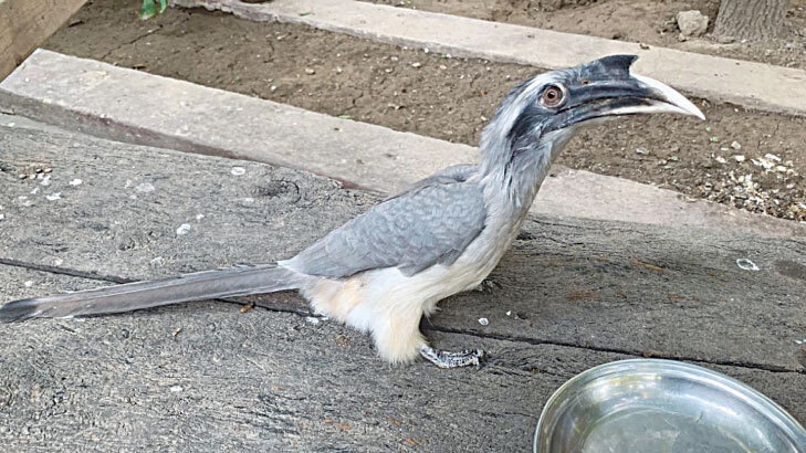  Indian Grey Hornbill (left) and harial pigeons that were rescued and released back in the wild | Photos by the writer 
