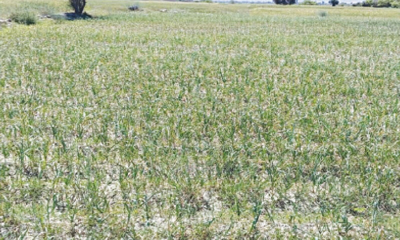 A view of garlic field in South Waziristan. &mdash; Dawn