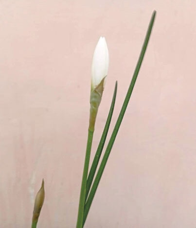 A balanced fertiliser with equal parts NPK should be added to the plant after flowering begins | Photos by the writer