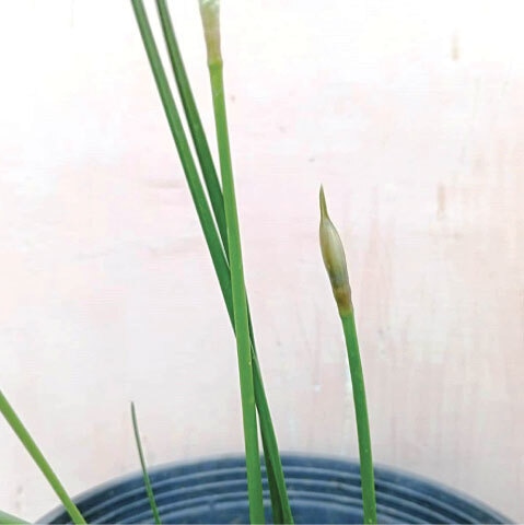 White rain lily flower buds appear at the end of the scape