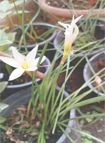 The flowers wilt and dry after three to five days | Photos by the writer
