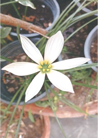 The white rain lily is a symmetrical, star-shaped flower, with six milky-white petals and six golden-yellow stamens
