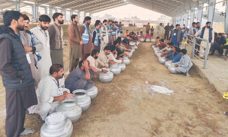 PARTICIPANTS in a milk production contest at the cattle show. &mdash; Dawn