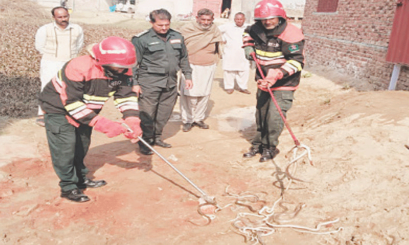 Image shows rescue team removing the snakes. &mdash; Dawn