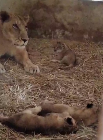    The lioness and her three newborn cubs at their enclosure.&mdash;Dawn   