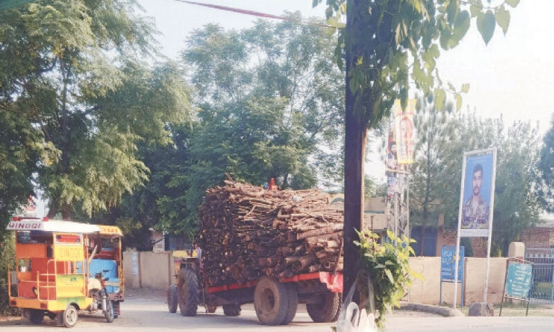 Chopped-down trees being transported to a warehouse in Jand town. — Dawn Chopped-down trees being transported to a warehouse in Jand town. — Dawn