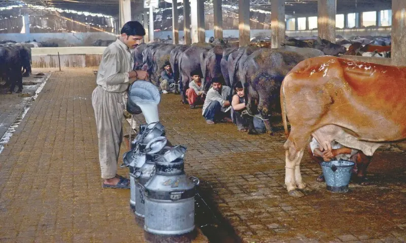 MILK is being collected at a dairy farm in Karachi.—Fahim Siddiqi / White Star MILK is being collected at a dairy farm in Karachi.—Fahim Siddiqi / White Star