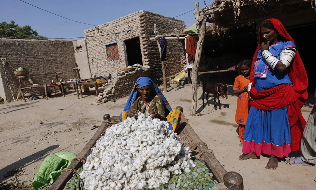 In this file photo from 2014, Tulsi, a cotton picker sorts out cotton blooms while sitting on a rope bed in the premises of her home in Meeran Pur village, north of Karachi.&mdash; Reuters/File