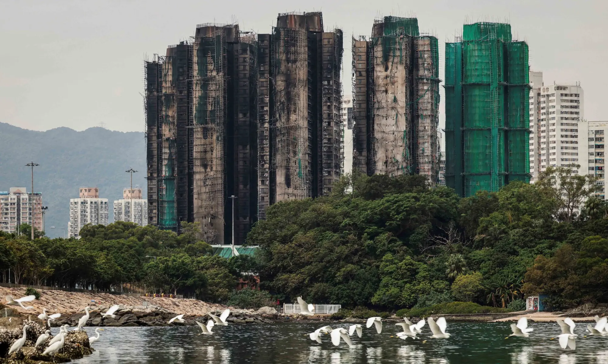 A flock of egrets fly next to burned buildings of the Wang Fuk Court housing complex after the deadly fire, in Tai Po, Hong Kong, China, November 30, 2025. — Reuters