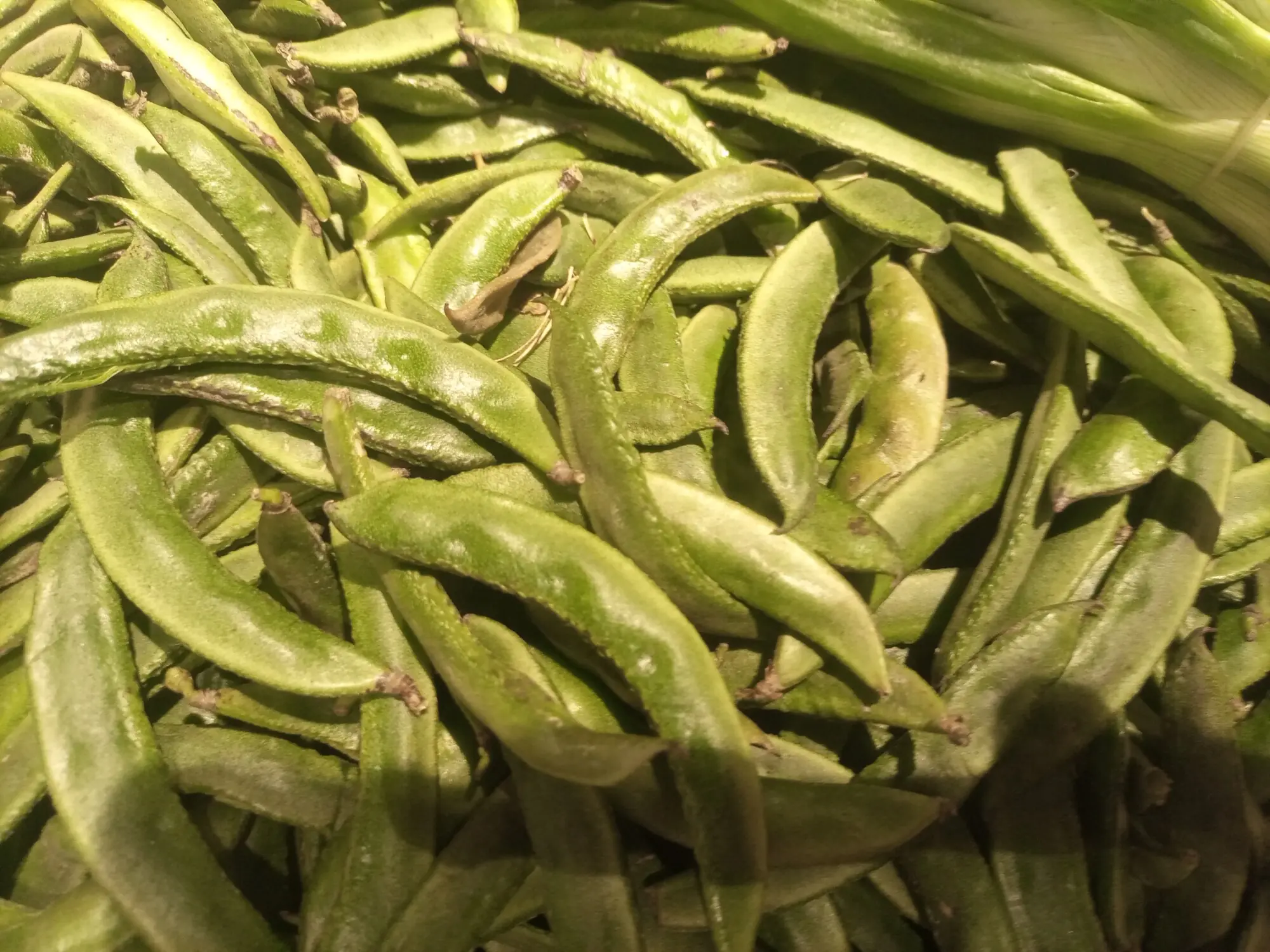 Fresh fava beans