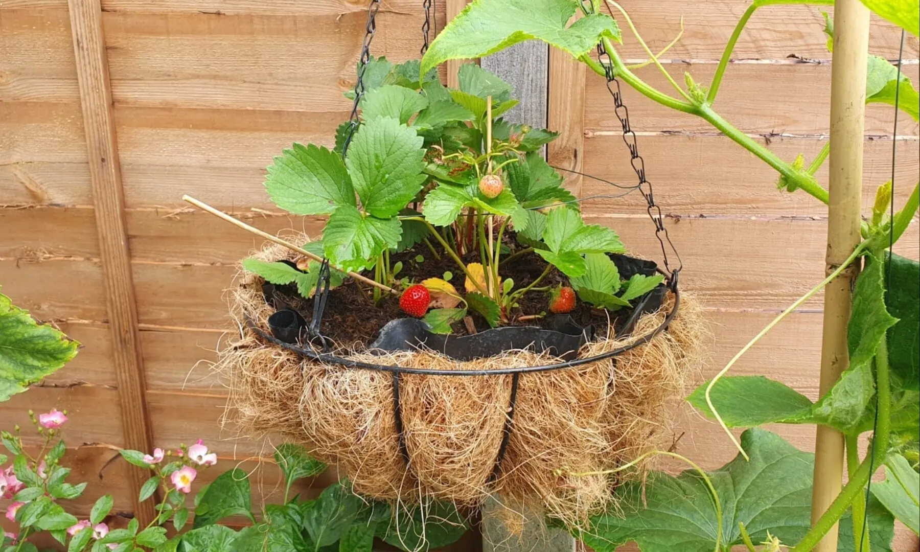  Strawberry plants grown via runners results in better growth and fruiting| Photos by the writer 