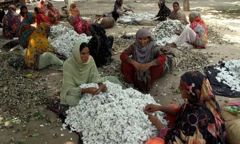 Women clear wastage from cotton fibres in Kabirwala. &mdash; Reuters/File