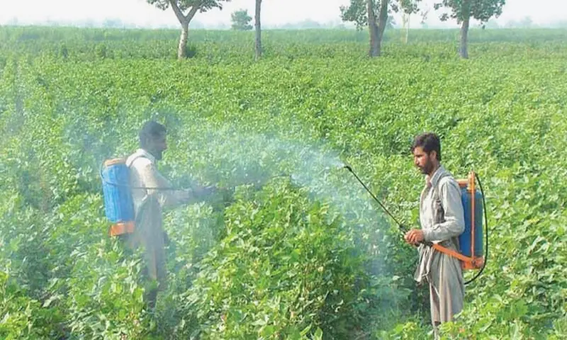 Farmers spray pesticide over cotton crop in Faisalabad. &mdash;APP/File