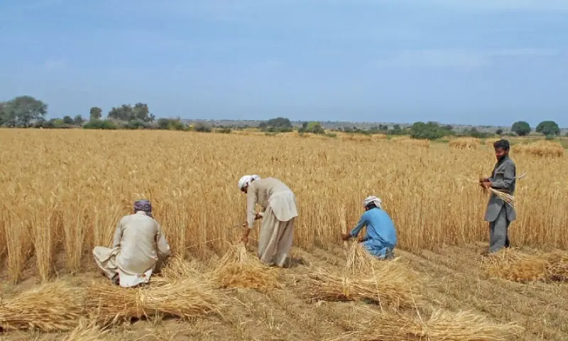 Farmers harvest wheat crop near Chakwal. &mdash; Dawn/File