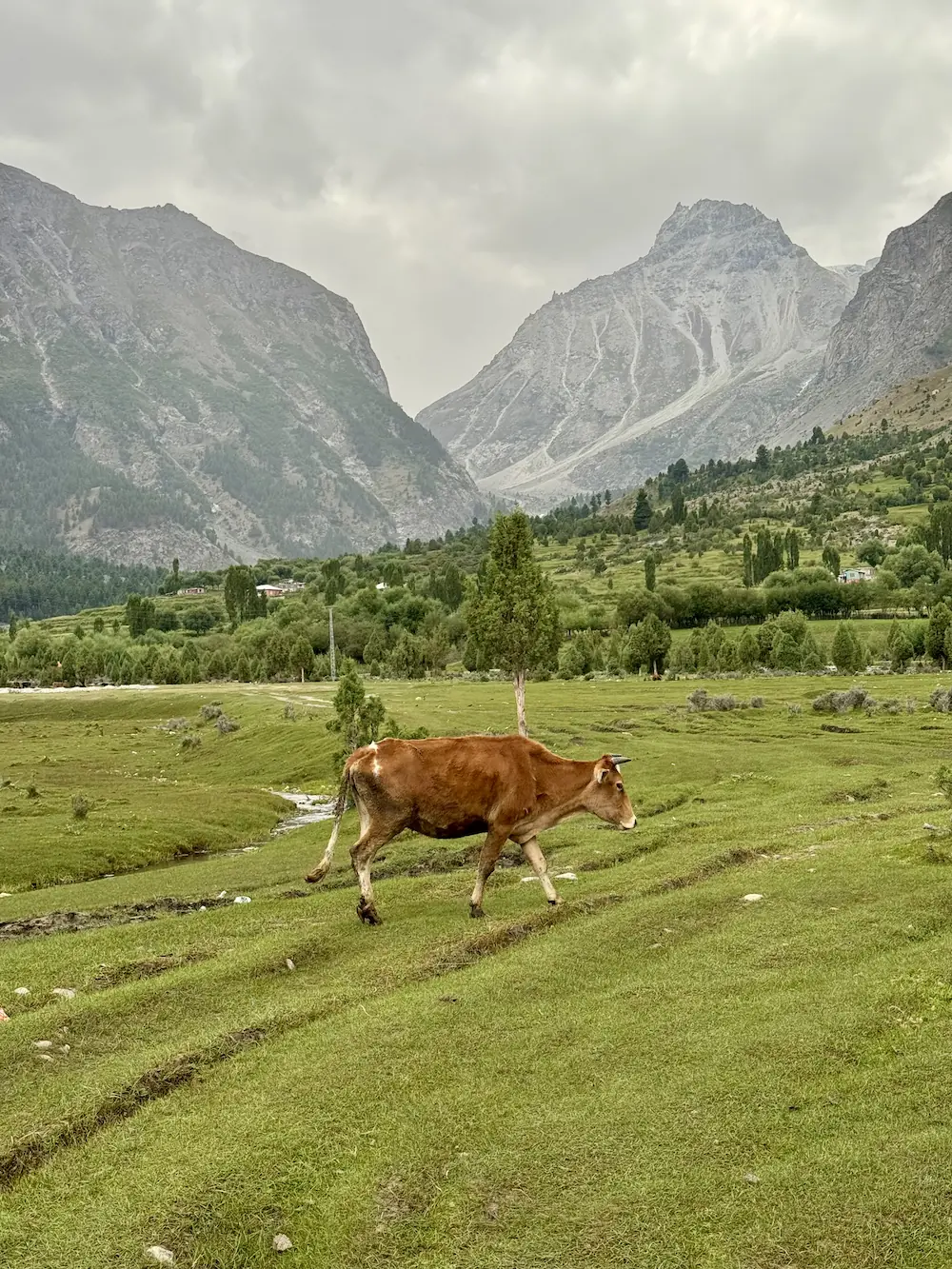  A bovine photobomber 