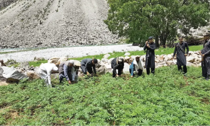 In this file photo from July 2020, police destroy cannabis grown in Karan area of Upper Kohistan district. &mdash; Dawn/File