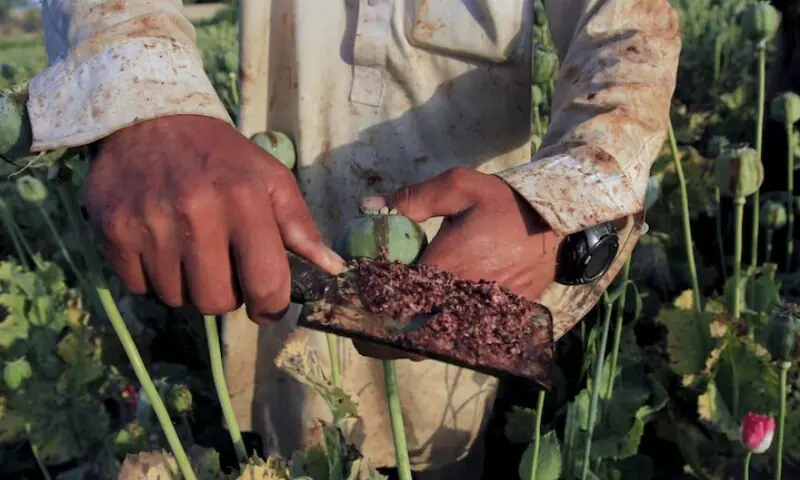 Raw opium from a poppy head is seen at a poppy farmer’s field on the outskirts of Jalalabad, April 28, 2015. —Reuters Raw opium from a poppy head is seen at a poppy farmer’s field on the outskirts of Jalalabad, April 28, 2015. —Reuters