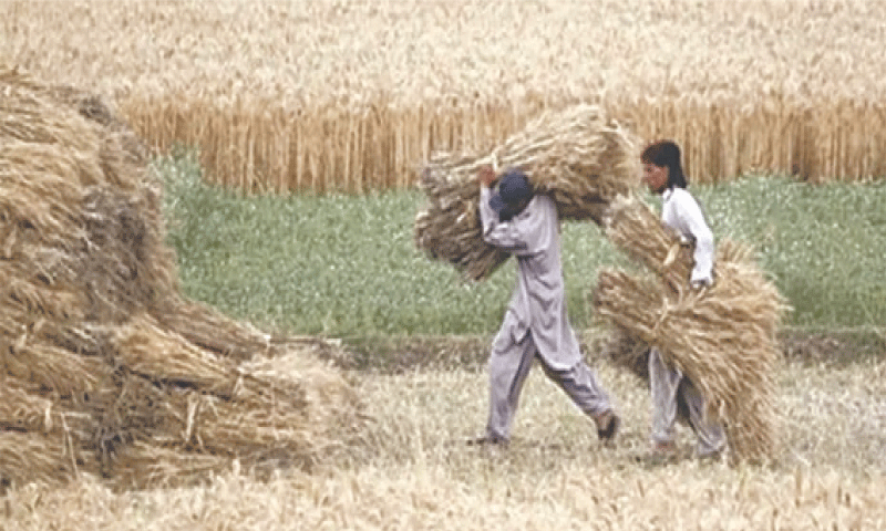 Experts have warned that transferring seed certification staff to surplus pool could hit cotton, wheat and rice output.&mdash;Reuters/file