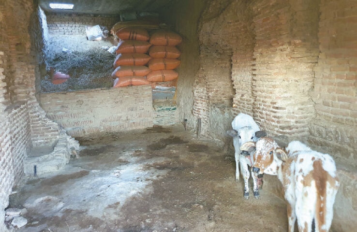 Calves are kept inside the side rooms.