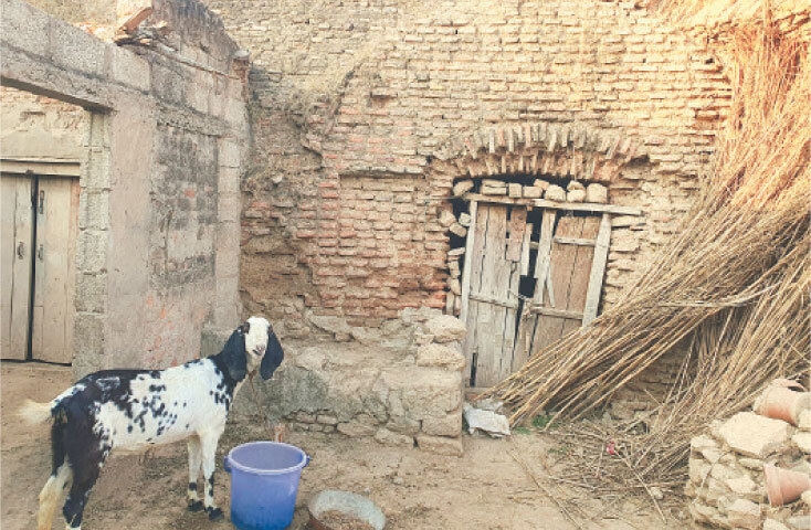 A goat is tied in a ‘cattle pen’ with fodder reeds stashed against the walls. — Photos by the writer