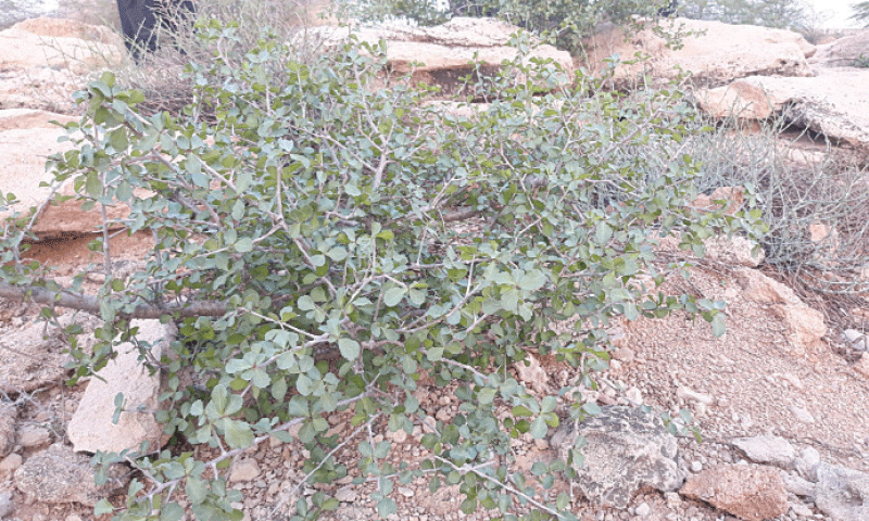 A gughar plant, which can grow into a small tree.—Dawn A gughar plant, which can grow into a small tree.—Dawn