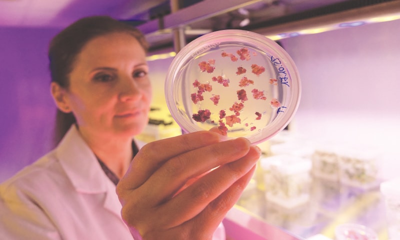 Silvia Massa, head of the laboratory, shows a sample of plant cell material in vitro used to create 3D-printed food.&mdash;Reuters