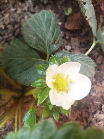 The white, star-shaped fl ower has fi ve to six petals with a yellow central part | Photos by the writer