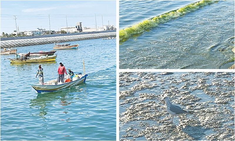 (Clockwise from left) Fishermen prepare for the day&rsquo;s business in the shallow waters that turned green; the coast is covered by green algal bloom; and, a bird looks for food in the seaweed amassed over the Gwadar coast.&mdash;Courtesy Gwadar Development Authority
