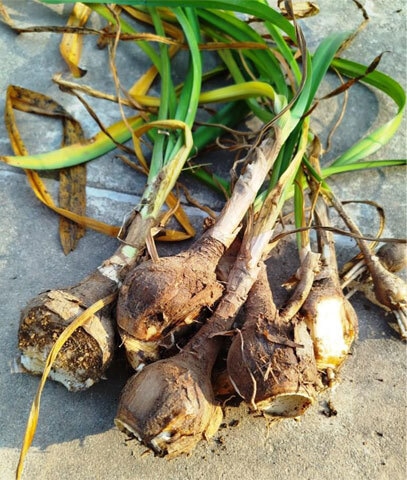 Adequate sunlight exposure and soil composition can make lily bulbs fl ower again