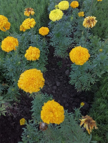 Seasonal fl owers such as marigold can be easily grown at home | Photos courtesy the writer