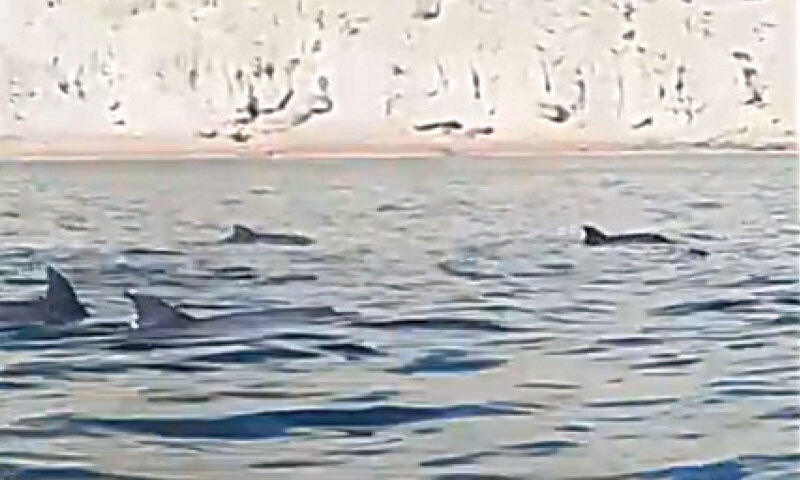 A screengrab from a video showing the dolphin pod swimming in Balochistan waters. A screengrab from a video showing the dolphin pod swimming in Balochistan waters.