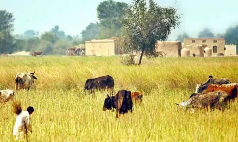 A file photo of cattle farmers in Punjab. &mdash; Dawn/File