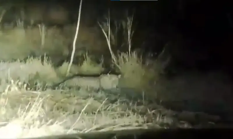 A leopard is seen in grainy footage on the campus of IIUI on December 24, 2025. &mdash; WildlifeBoard via X