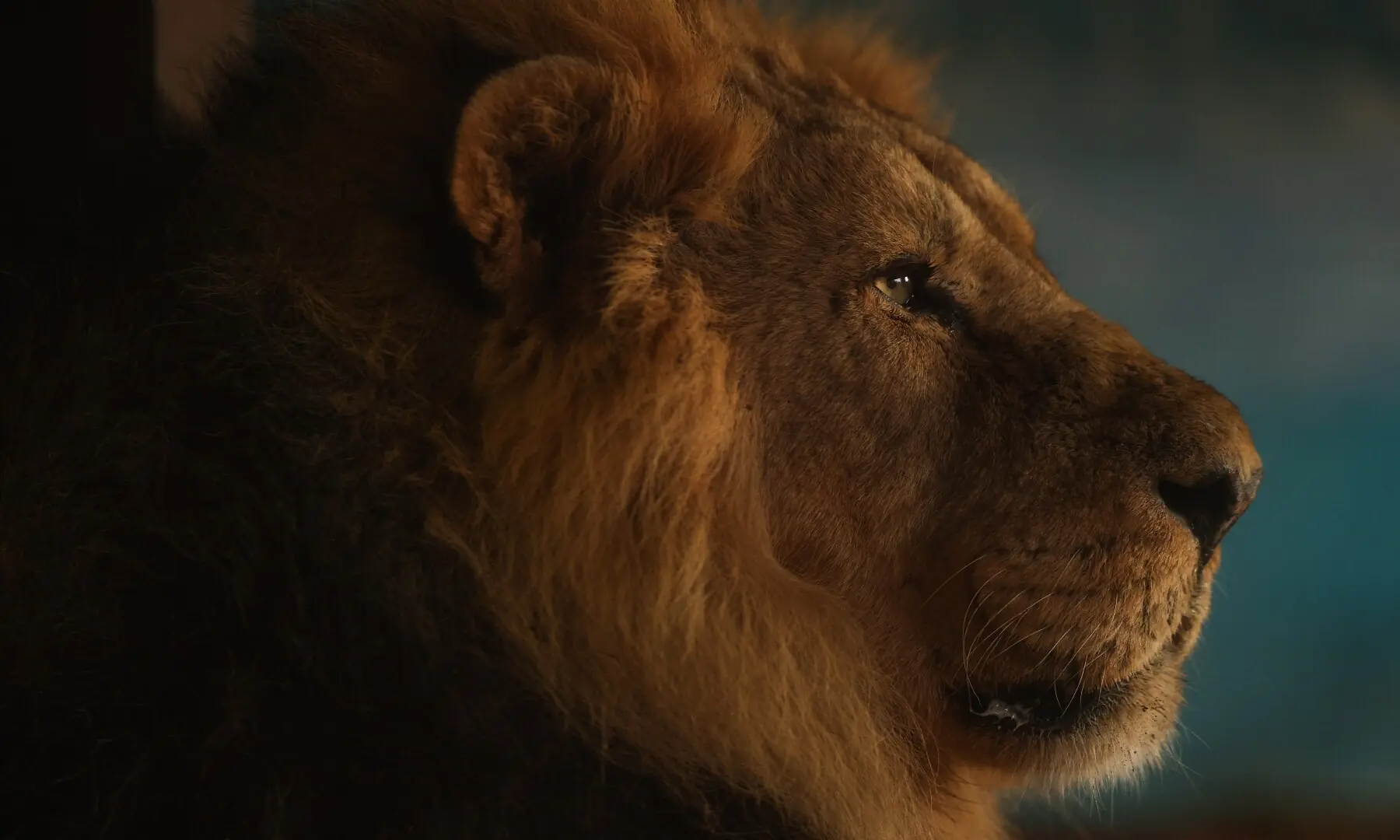 A lion is pictured during a photocall for the annual stocktake at ZSL London Zoo in central London on January 6, 2026. — Adrian Dennis / AFP