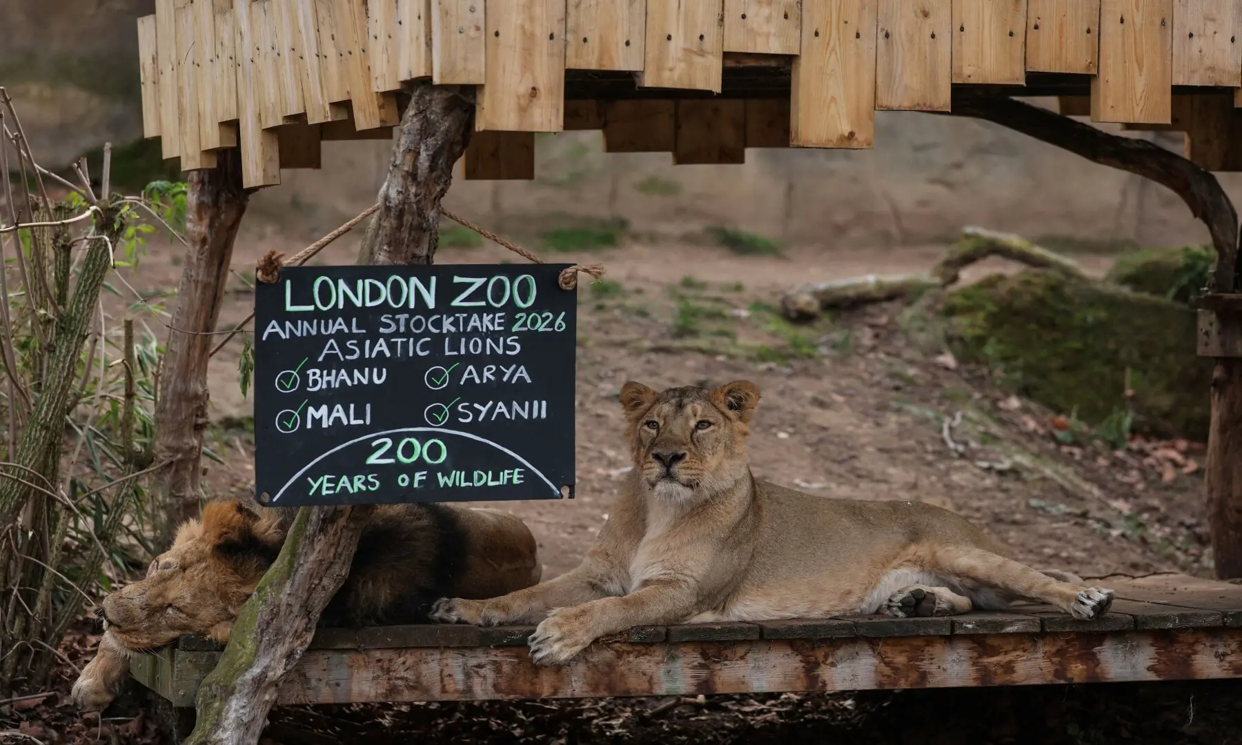 An Asiatic lion and lioness are pictured during a photocall for the annual stocktake at ZSL London Zoo in central London on January 6, 2026. &mdash; Adrian Dennis / AFP