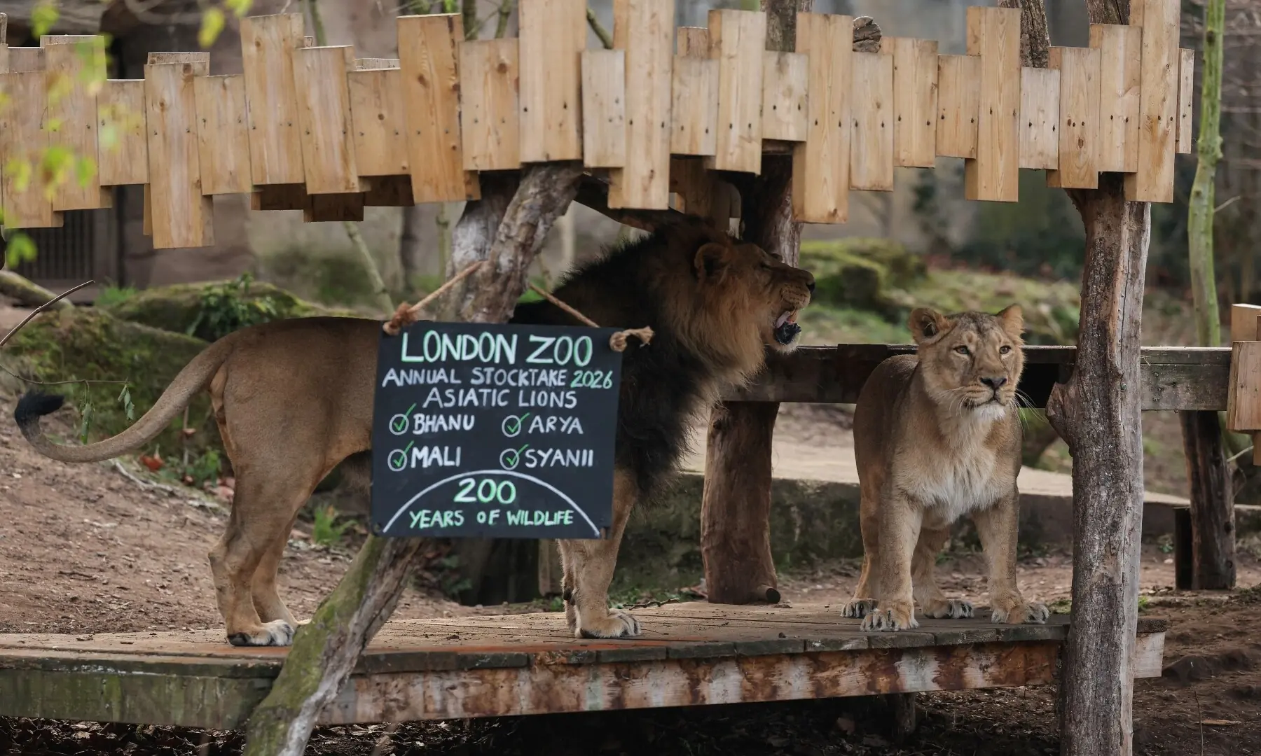 An Asiatic lion and lioness are pictured during a photocall for the annual stocktake at ZSL London Zoo in central London on January 6, 2026. &mdash; Adrian Dennis / AFP