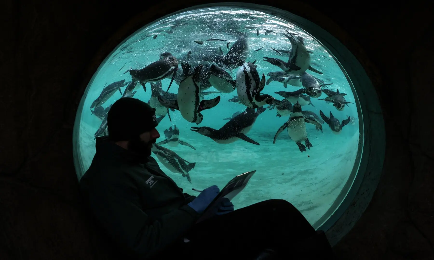 Jay Firtina, the penguins and flying birds zookeeper, poses as Humboldt penguins swim past during a photocall for the annual stocktake at ZSL London Zoo in central London on January 6, 2026. &mdash; Adrian Dennis / AFP