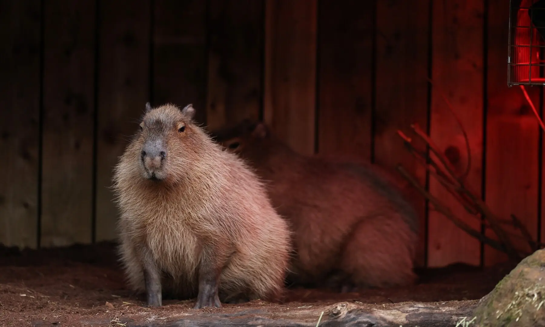 Capybaras are pictured during a photocall for the annual stocktake at ZSL London Zoo in central London on January 6, 2026. &mdash; Adrian Dennis / AFP