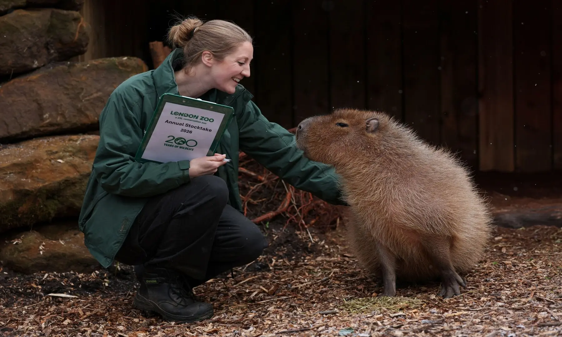 Holly Dorning, the hoofstock keeper, pets a capybara during a photocall for the annual stocktake at ZSL London Zoo in central London on January 6, 2026. &mdash; Adrian Dennis / AFP