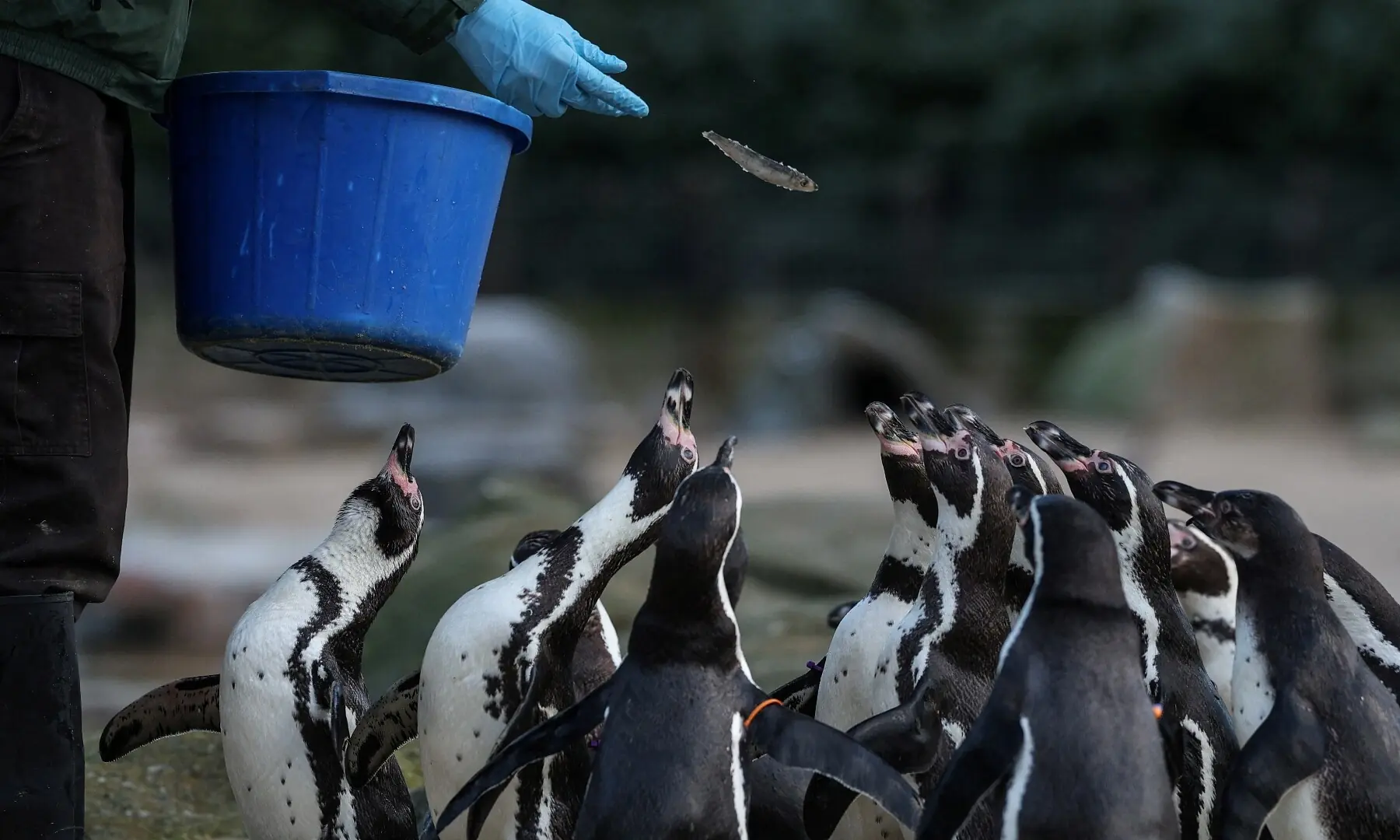Jay Firtina, the penguins and flying birds zookeeper, feeds Humboldt penguins during a photocall for the annual stocktake at ZSL London Zoo in central London on January 6, 2026. &mdash; Adrian Dennis / AFP