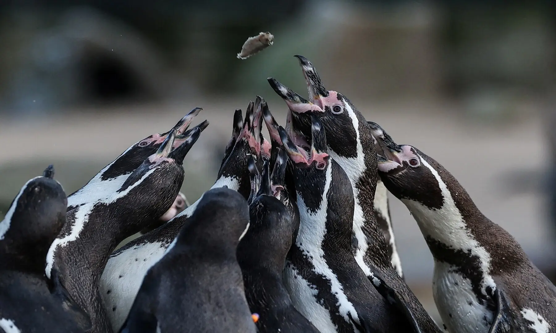 Humboldt penguins are fed during a photocall for the annual stocktake at ZSL London Zoo in central London on January 6, 2026. &mdash; Adrian Dennis / AFP