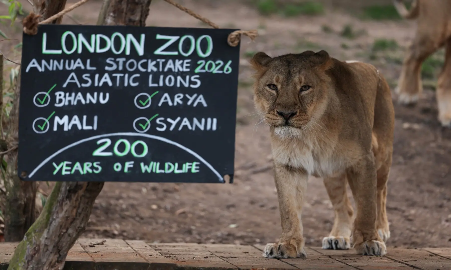 An Asiatic lioness is pictured during a photocall for the annual stocktake at ZSL London Zoo in central London on January 6, 2026. &mdash; Adrian Dennis / AFP