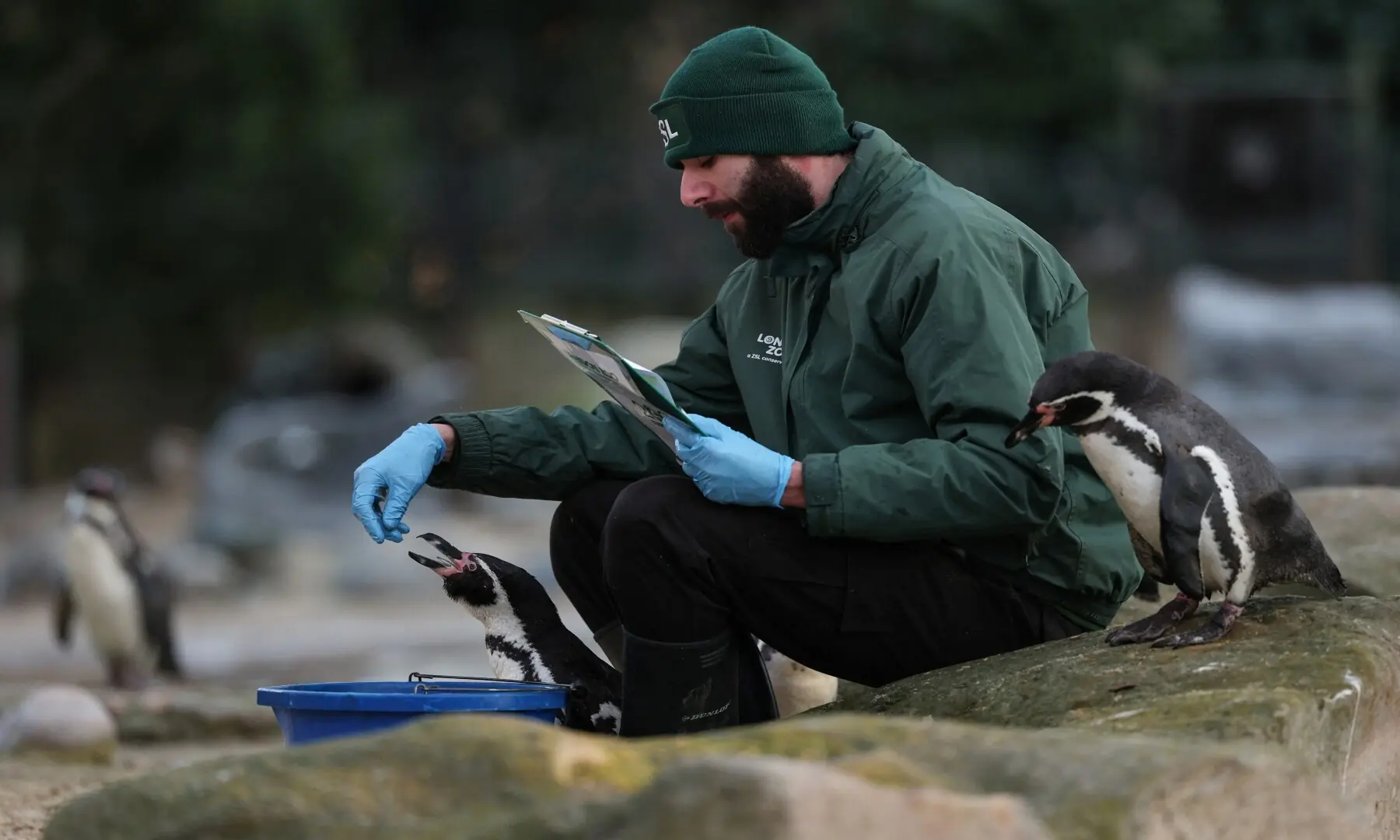 Jay Firtina, the penguins and flying birds zookeeper, feeds a Humboldt penguin (L) as another (R) waits its turn during a photocall for the annual stocktake at ZSL London Zoo in central London on January 6, 2026. &mdash; Adrian Dennis / AFP