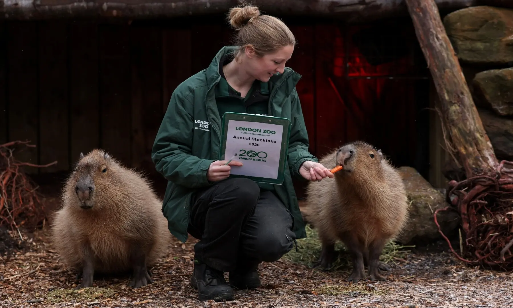 Holly Dorning, the hoofstock keeper, feeds a capybara during a photocall for the annual stocktake at ZSL London Zoo in central London on January 6, 2026. &mdash; Adrian Dennis / AFP