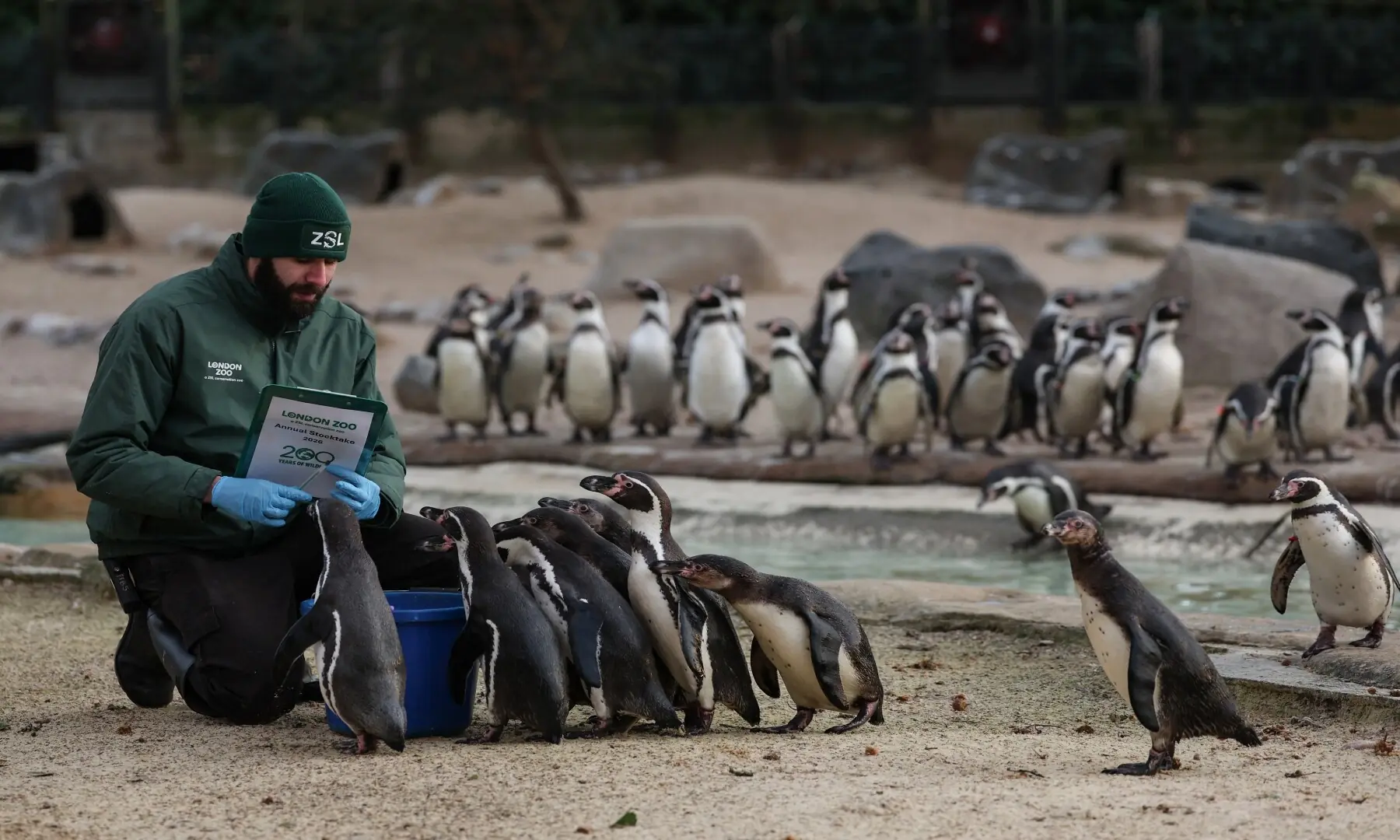 Jay Firtina, the penguins and flying birds zookeeper, feeds Humboldt penguins during a photocall for the annual stocktake at ZSL London Zoo in central London on January 6, 2026. &mdash; Adrian Dennis / AFP